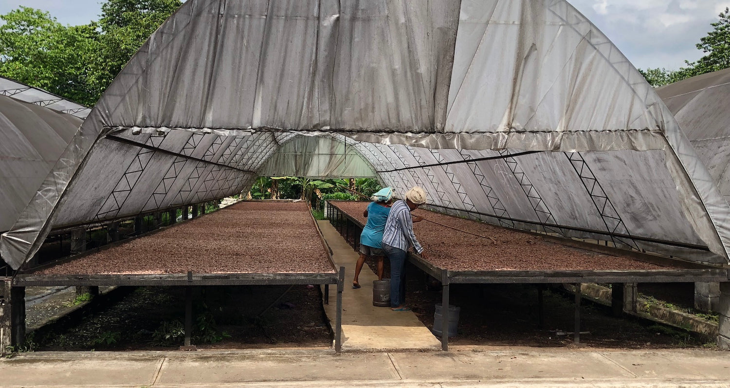 Cacao beans drying outside in a greenhouse.