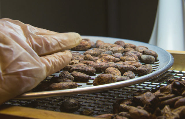 Sorting cacao beans.