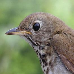 A photo of  the rare Bicknell's Thrush (Zorzal) songbird.