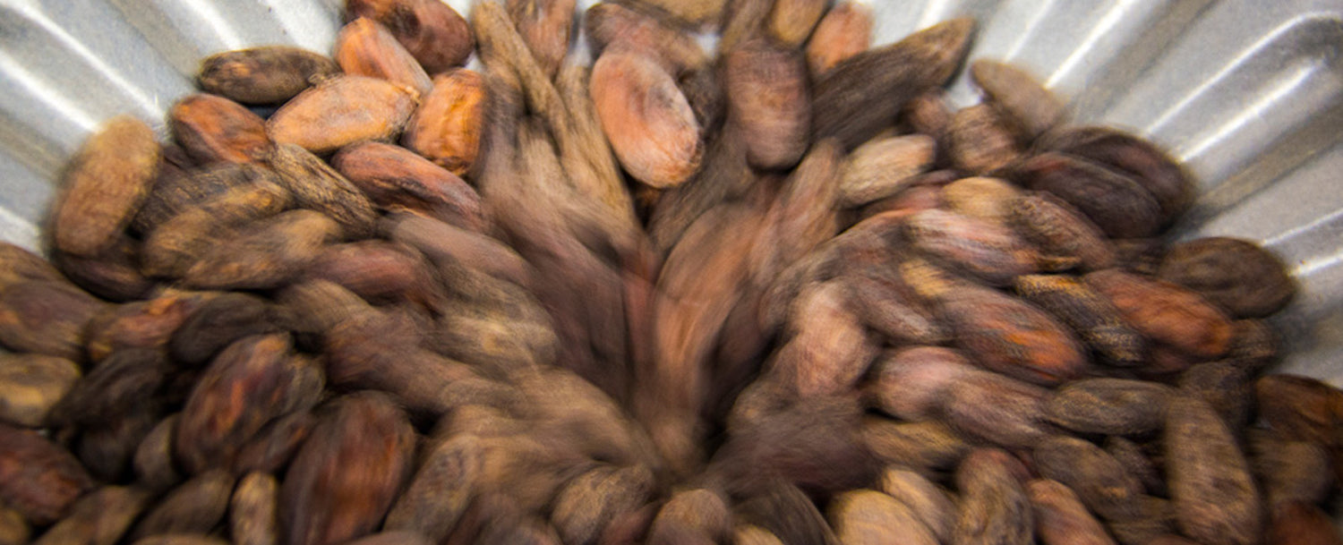 Cracking cacao beans.