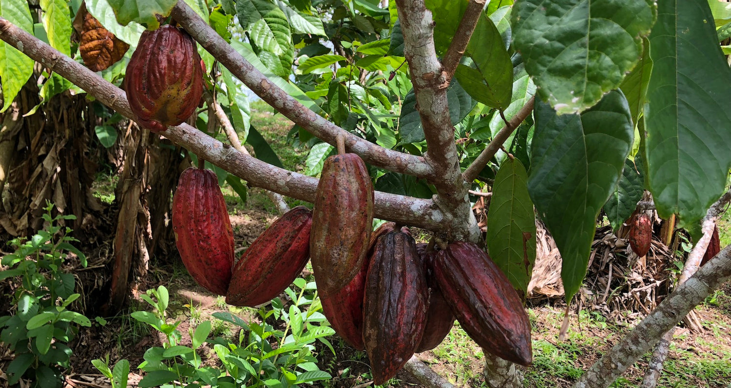 Cacao pods hanging in a cacao tree.