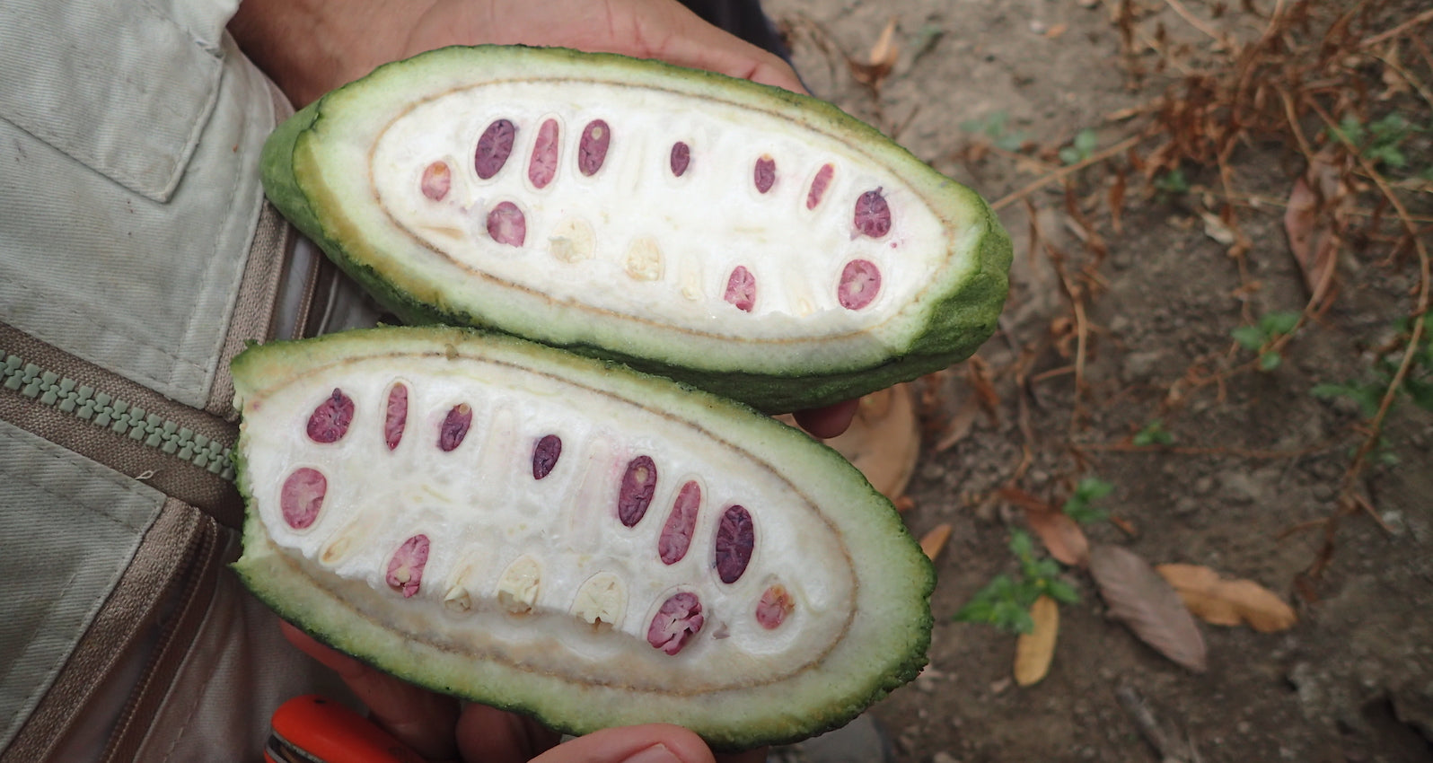 A cacao pod split in two to see interior pulp and beans.