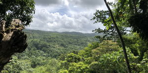 View of a rainforest.
